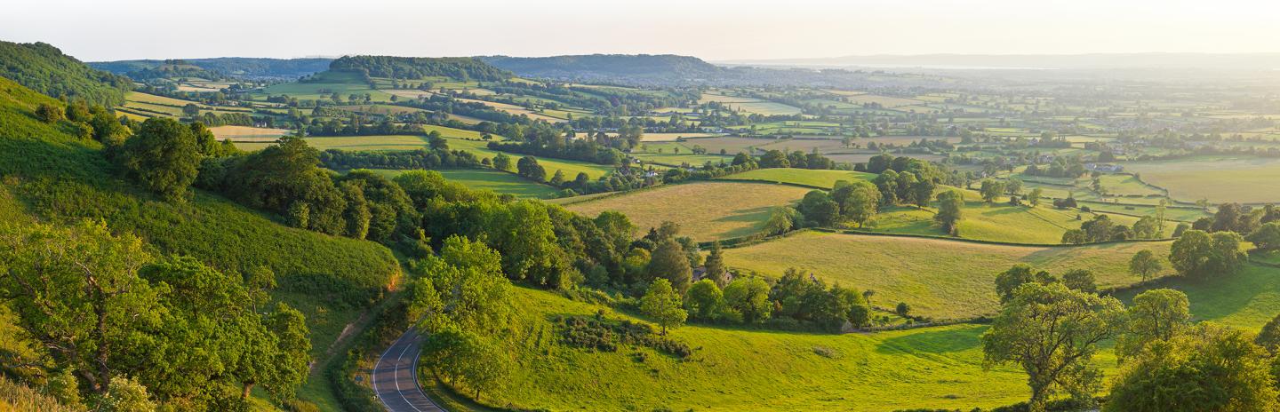 View of grass fields