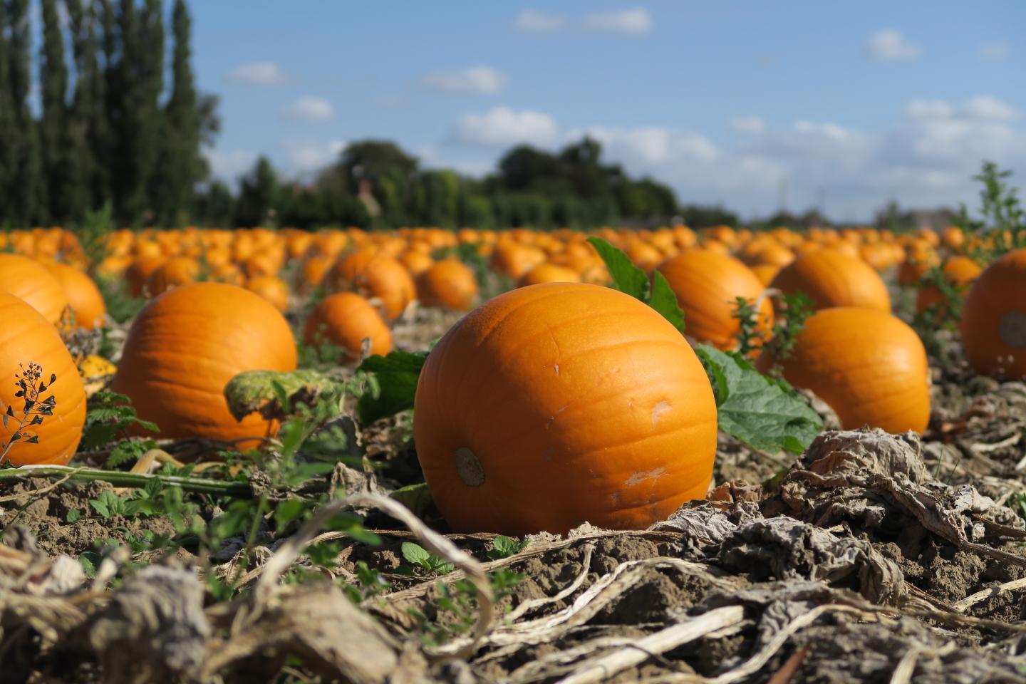 Pumpkins in field