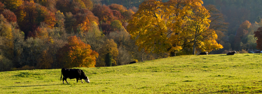 Cows in grass field