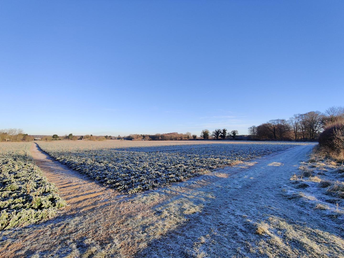 Frost covered field