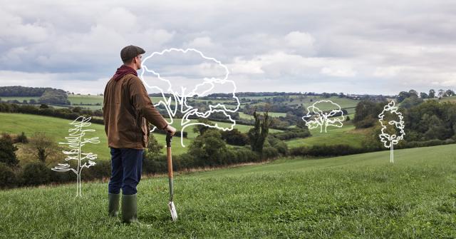 Man in field looking at trees