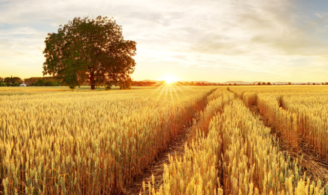 Arable field and tree in evening sunlight