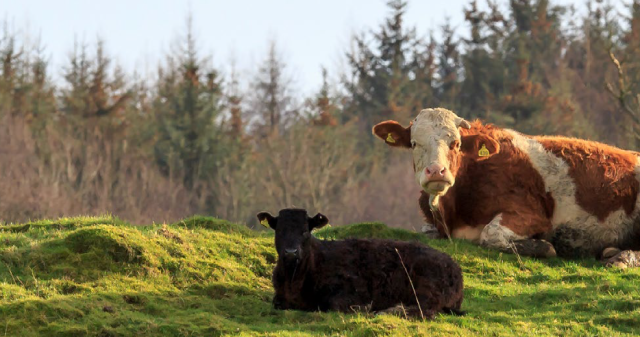 Cattle lying down in field