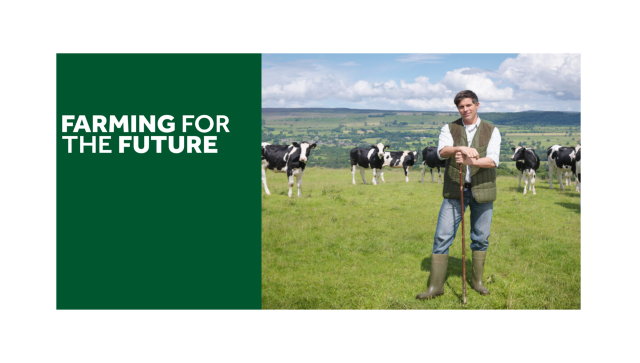 Man in field with cows