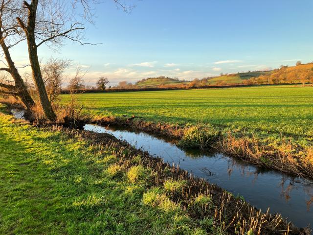 stream next to grass field