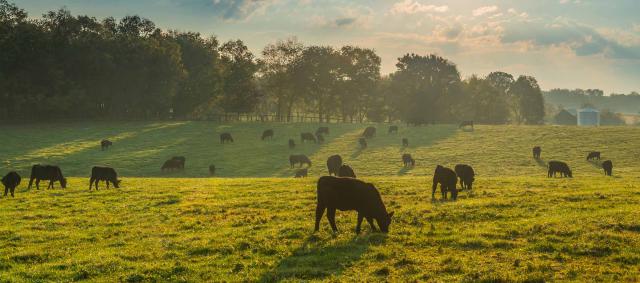 Cows in grass field