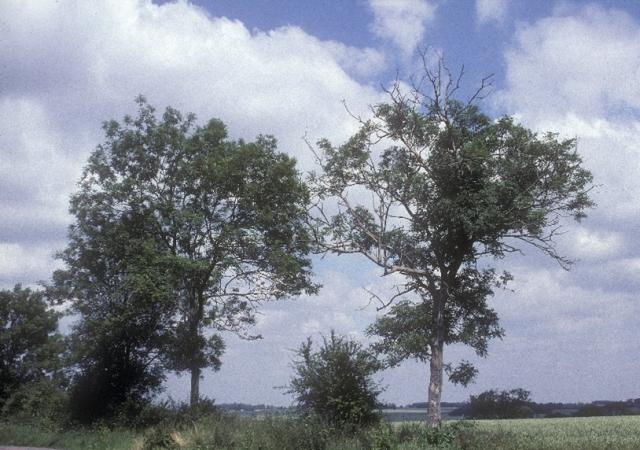 Ash tree showing evidence of ash dieback