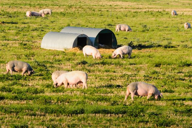 Pigs in field