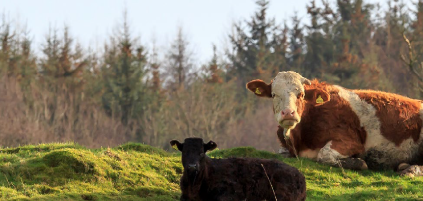 cows lying