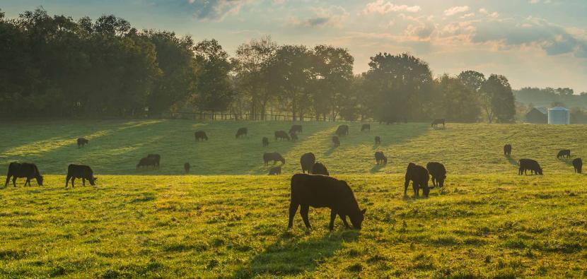 cows grazing in field