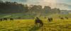 cows grazing in field